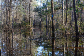 Obraz premium flooded forest with reflections