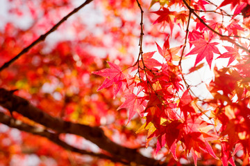 紅葉　秋　赤イメージ
