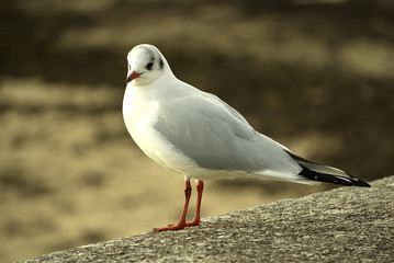 mouette rieuse de profil . © Richard