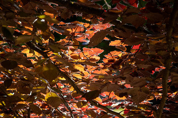 green and fall colored leaves growing together in bunches on branch