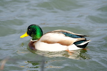 Duck in a pond