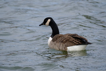 Fototapeta premium Goose in a pond