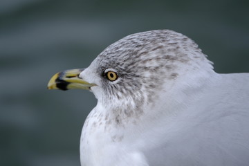 Seagull 