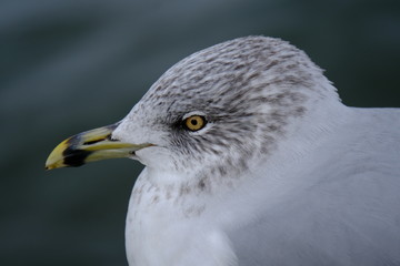 Seagull 