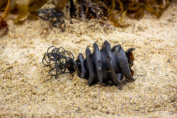 Close up of spiral shark egg from the shark family Heterodontidae washed up on beach. Port Jackson...