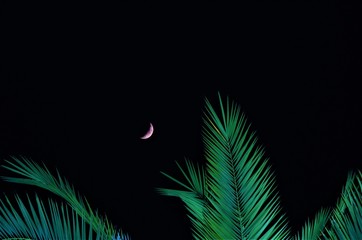 Fototapeta na wymiar Crescent Moon with palm tree leaves at night