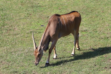 Fototapeta premium エランド