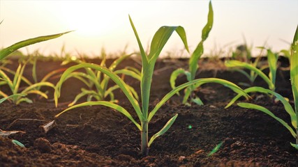 3 weeks old corn seedlings
