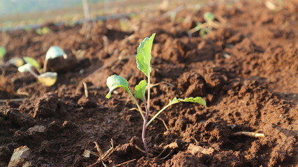 Lettuce seedlings Growing 2 weeks old