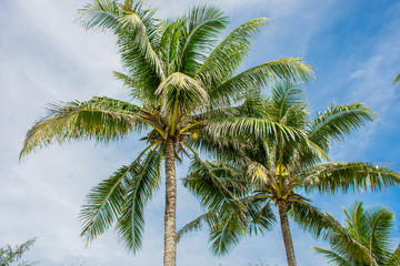 Fototapeta na wymiar Coconut tree with the background of a blue sky