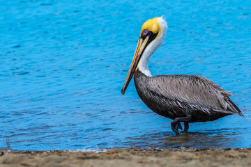 Brown Pelican bird (Pelecanus occidentalis) walking/ hunting/ foraging on seashore. These wild animals have long beaks and large throat pouches for catching prey and draining water before swallowing.