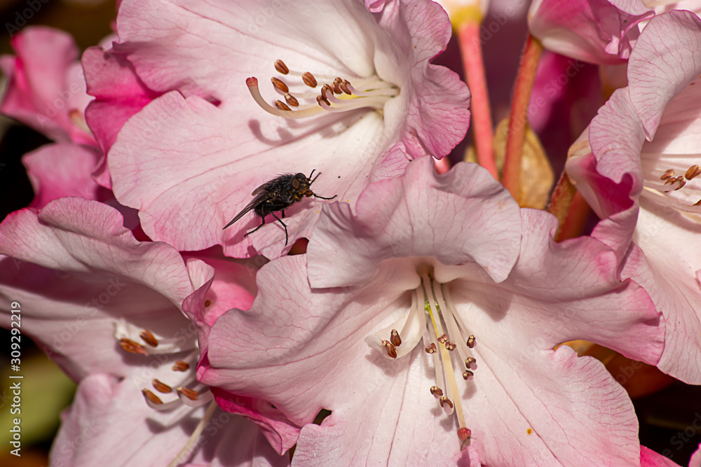 Wall mural white and pink petals of rhododendrons in full bloom with a fly