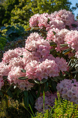 white and pink petals of rhododendrons in full bloom
