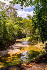 Naklejka na ściany i meble Very little water flowing through this river during a summer season of drought in the mountains of a tropical Caribbean island. Rural countryside setting with beautiful green lush foliage and stream.