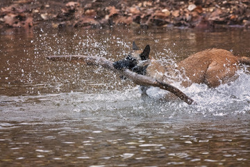 Belgian Malinois running in a river with a large stick