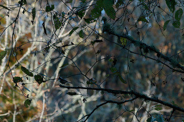 green and fall colored leaves growing together in bunches on branch