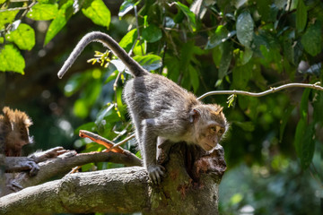 Young Macaque monkey (Macaca Fascicularis), crouched on tree limb, looking into the distance. Forest in background. In the sacred monkey forest, Ubud, Bali, Indonesia.