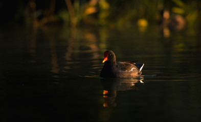 A little urban duck in the lakes of Mexico city