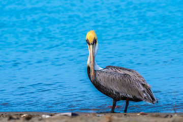 Brown Pelican bird (Pelecanus occidentalis) with yellow cap standing staring at camera. These wild animals have long beaks & large throat pouches for catching prey and draining water before swallowing