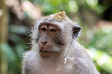 Portrait of Macaque monkey (Macaca Fascicularis), looking down. Forest in the background. In the sacred monkey forest, Ubud, Bali, Indonesia.