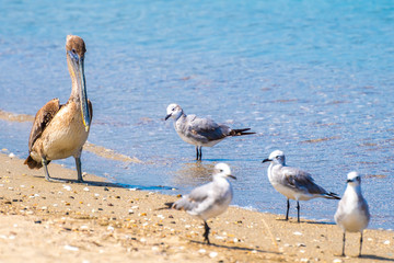 Pelican bird and Laughing Gulls walking/ hunting/ foraging on seashore. Hungry animals in search of prey near shallow ocean/ sea water, for food. Animal/ wildlife freedom.