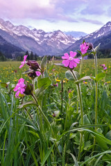 Obraz premium alpine flowering meadow with snowy mountains in background in the alps, Allgäu Alps, Bavaria, Germany