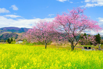 菜の花とピンク桜