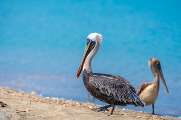 Brown Pelican birds (Pelecanus occidentalis) walking/ hunting/ foraging on seashore. These wild animals have long beaks and large throat pouches for catching prey and draining water before swallowing.