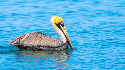 Brown Pelican bird (Pelecanus occidentalis) wading/ foraging in shallow river water. These wild animals have long beaks and large throat pouches for catching prey and draining water before swallowing.