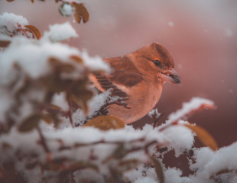 fringuello con cibo nel becco sotto la neve