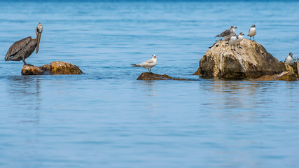 Laughing Gulls and a Pelican bird standing/ foraging on ocean rock boulders. Group of wild birds enjoying a tropical island sunny summer day out on the ocean/ sea water. 