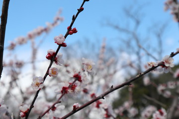 梅の花　豊後