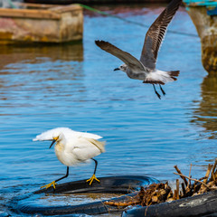 Dirty white Snowy Egret (Egretta thula) standing on old tire foraging in shallow water in search of fish for food. Young Laughing Gull (Leucophaeus Atricilla) flying above. Fishing boats in background