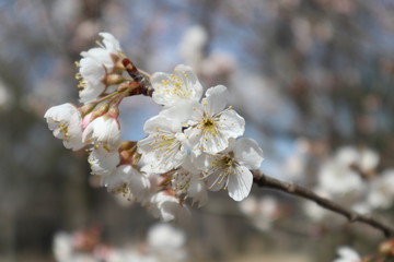 桜の花