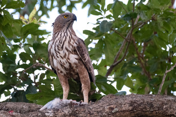 Crested Serpent Eagle (Spilornis cheela) on a Kill, Udawalawe National Park, Sri Lanka