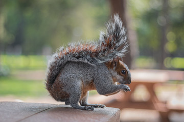 Una ardilla comiendo en la mesa de picnic