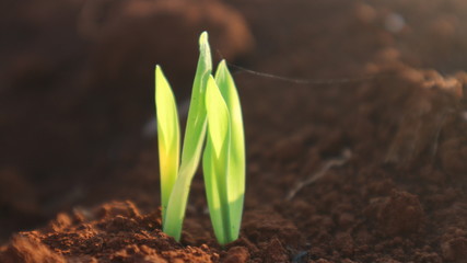 Corn seedlings with sunlight Thailand