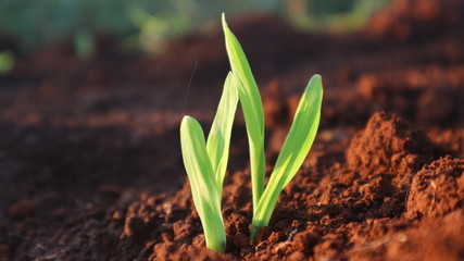 Corn seedlings with sunlight Thailand