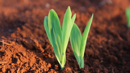 Corn seedlings with sunlight Thailand