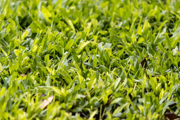 Dense grass