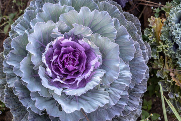Obraz premium red cabbage in the garden