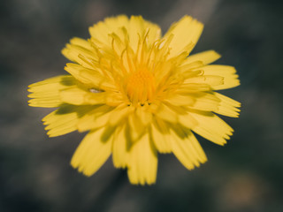 Dandelion closeup
