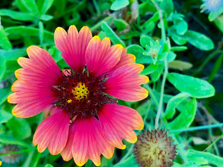 Fototapeta premium red beach flower - Indian blanket sunflower - Gaillardia pulchella