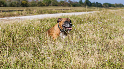 Dog plays fetch in a field