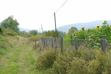 Fototapeta na wymiar amazing colors of plants in nature and yellow sunflowers