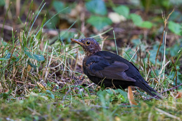 Common Blackbird (Turdus merula) showing symptoms and behaviour of Usutu Virus disease, Bavaria, Germany