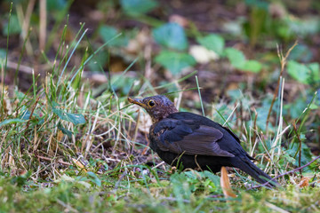 Common Blackbird (Turdus merula) showing symptoms and behaviour of Usutu Virus disease, Bavaria, Germany