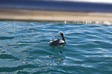pesca