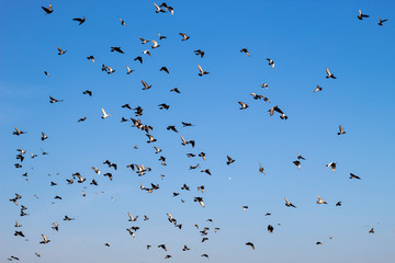 group of flying pigeon against beautiful sky