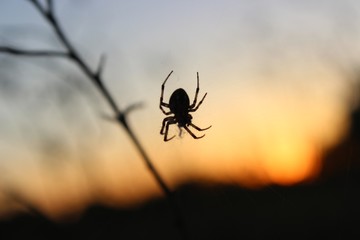 spider on web